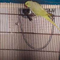 Pappagallo dal collare