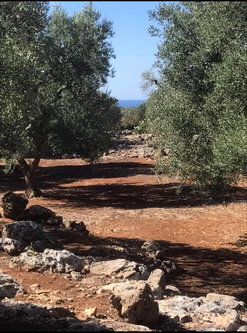 Terreno agricolo - Vista 5