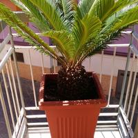 Cycas revoluta