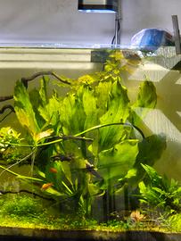 echinodorus bleheri  "Ozelot red"