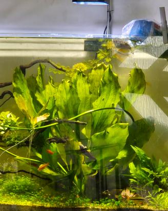 echinodorus bleheri  "Ozelot red"