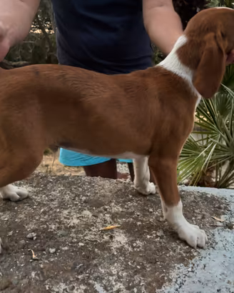 Cucciolo segugio maremmano