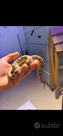 Serpente