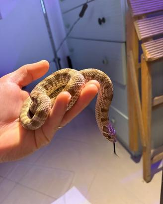 Serpente