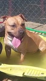 THANOS giovane pitbull in canile a Roma nord