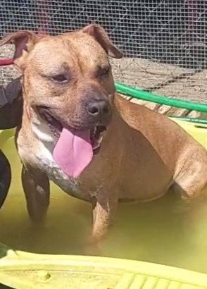 THANOS giovane pitbull in canile a Roma nord