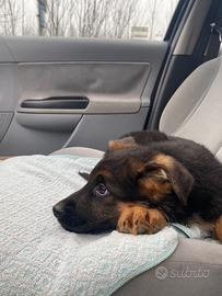 Cucciolo pastore tedesco