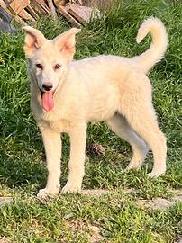 Pastore svizzero cucciola femmina ADOZIONE