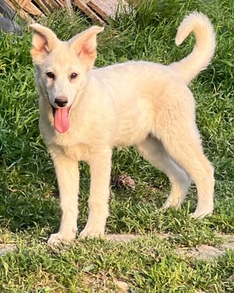 Pastore svizzero cucciola femmina ADOZIONE