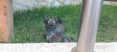 Chihuahua