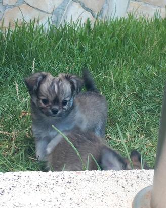 Chihuahua