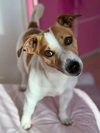 Jack russel