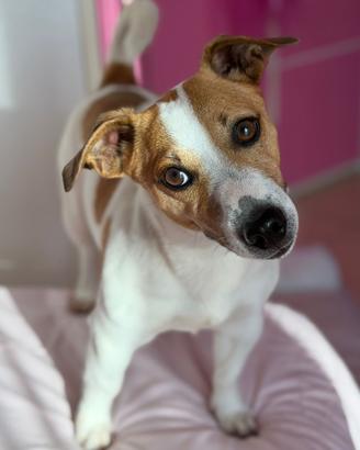 Jack russel