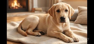 Cucciolo super pedigree LABRADOR RETRIEVER - Animali In vendita a Catania