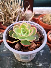 Echeveria secunda (1° esempl.)