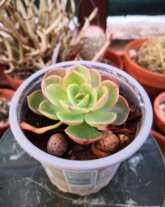 Echeveria secunda (1° esempl.)