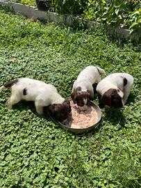 Cani springer spaniel