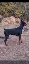Dobermann