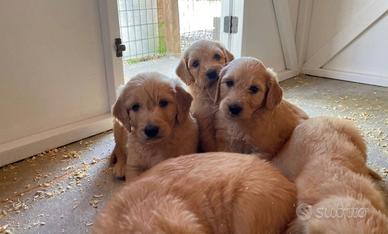 Goldendoodle f1