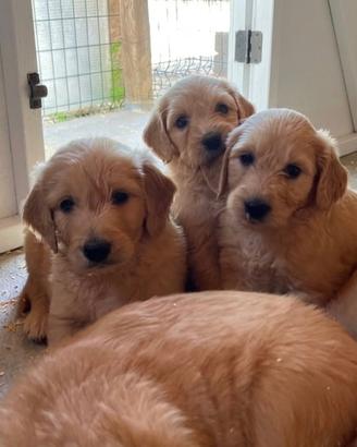 Goldendoodle f1