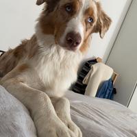 Australian Shepherd/Pastore Australiano per monta