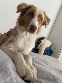 Australian Shepherd/Pastore Australiano per monta