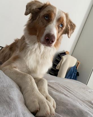 Australian Shepherd/Pastore Australiano per monta