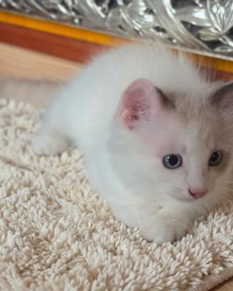 Dolci Cuccioli di Ragdoll