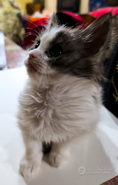 Cucciola di Maine Coon