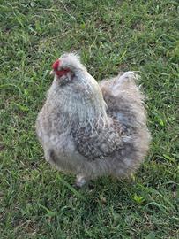 Galline Moroseta