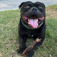 Disponibile staffy per monta