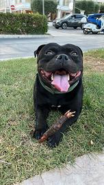 Disponibile staffy per monta