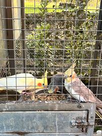 Pappagalli calopsite