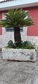 Antica pila con cycas