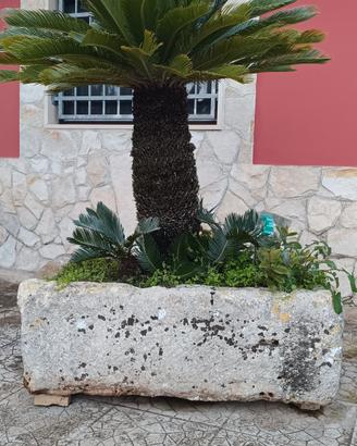 Antica pila con cycas