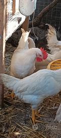 Galline varie razze