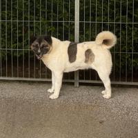 Akita Americano (femmina)