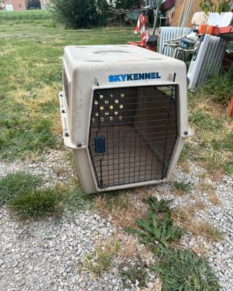 Cane trasporto macchina  trasportino