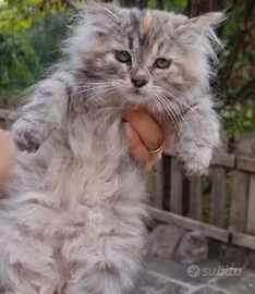 Cuccioloni gatto siberiano