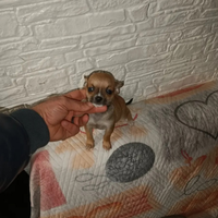 Chihuahua mini toy boy