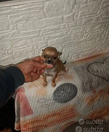 Chihuahua mini toy boy