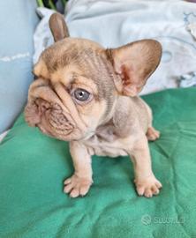 Big Rope Maschio Bulldog Francese exotic