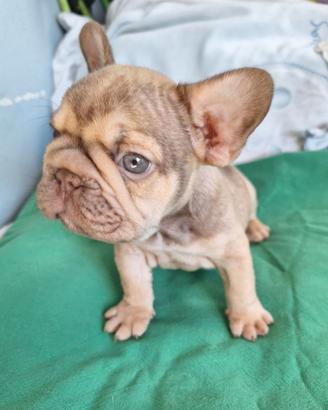 Big Rope Maschio Bulldog Francese exotic