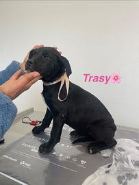 Cuccioli cane neri meticci dolci