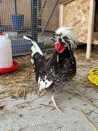 Gallo olandese nano