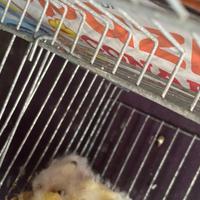 Canarini novelli svezzati e sani