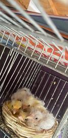 Canarini novelli svezzati e sani