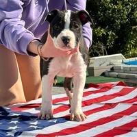 Cuccioli Amstaff con pedigree enci