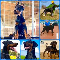 Dobermann Cuccioli di Altissima Genealogia