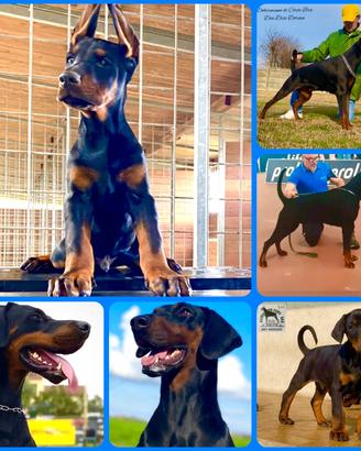 Dobermann Cuccioli di Altissima Genealogia
